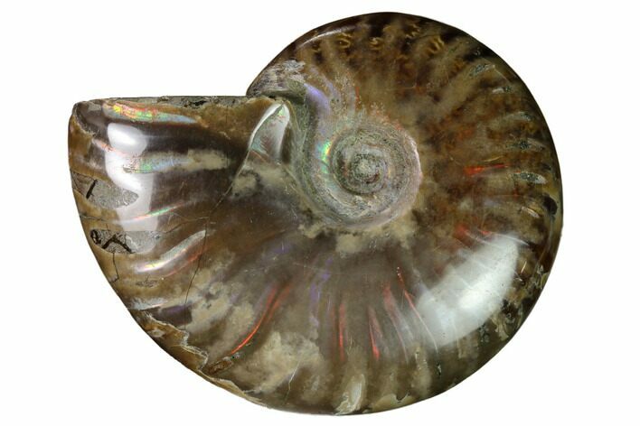 Red Flash Ammonite Fossil - Madagascar #151688